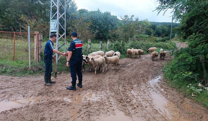 Kaybolan 17 küçükbaş hayvanı jandarma buldu