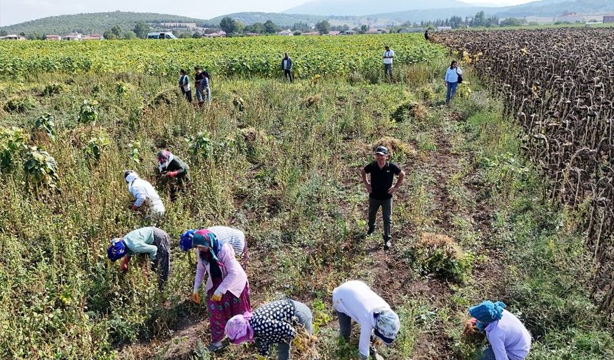 Ladik fasülyesinde hasat başladı