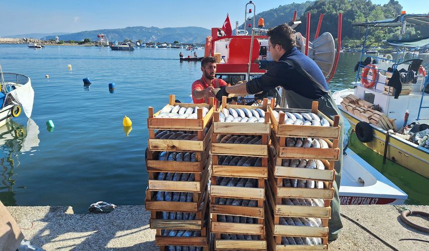 Zonguk'ta balıkçılar 50 ton palamut avladı