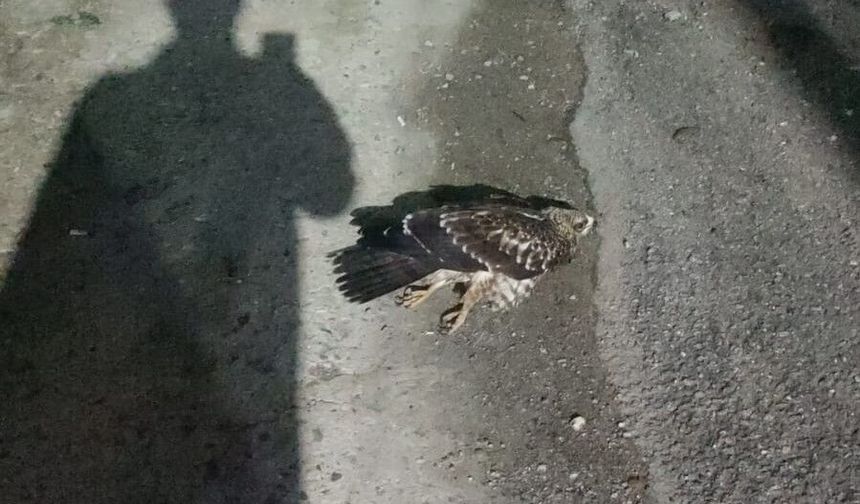 Sinop'ta yaralı bulunan doğan tedavi ediliyor