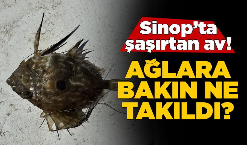Sinop'ta balıkçıların ağına takılan canlı şaşırttı