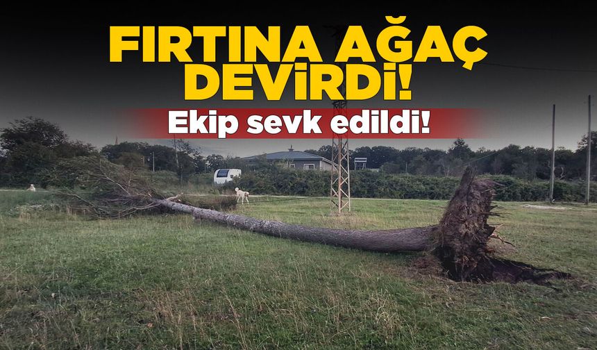 Sinop’ta fırtına çam ağacını devirdi