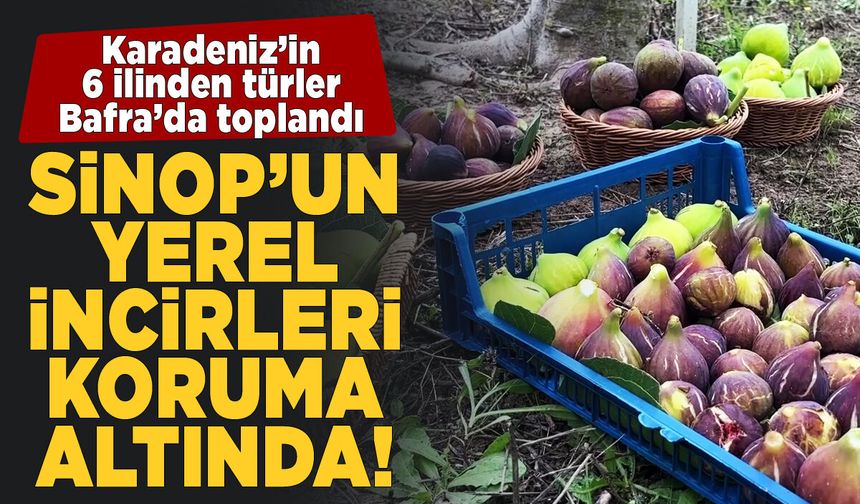Karadeniz'in incir türlerinin genetiği koruma altında!