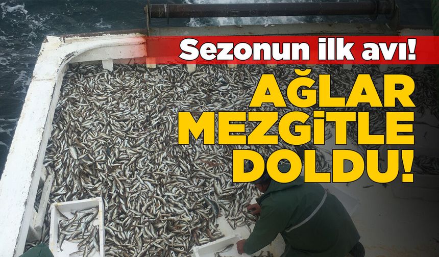Sezonun ilk balık avında ağlar mezgitle doldu