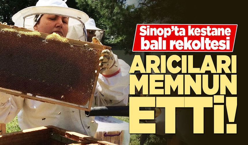 Coğrafi işaretli Sinop Kestane Balında bereketli sezon