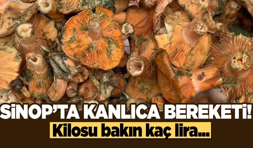 Cuma Pazarı’nda kanlıca mantarı bereketi