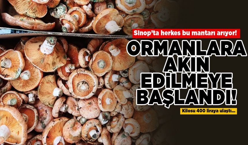 Sinop’ta herkes bu mantarı arıyor!