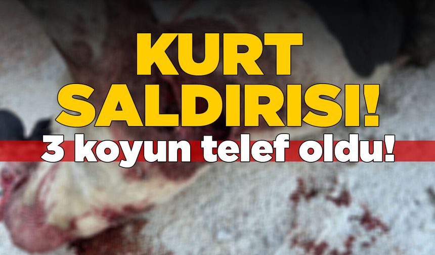 Kurt saldırısında 3 küçükbaş hayvan telef oldu