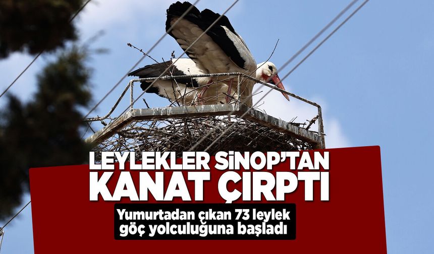 Leylekler Sinop’tan göç için kanat çırptı