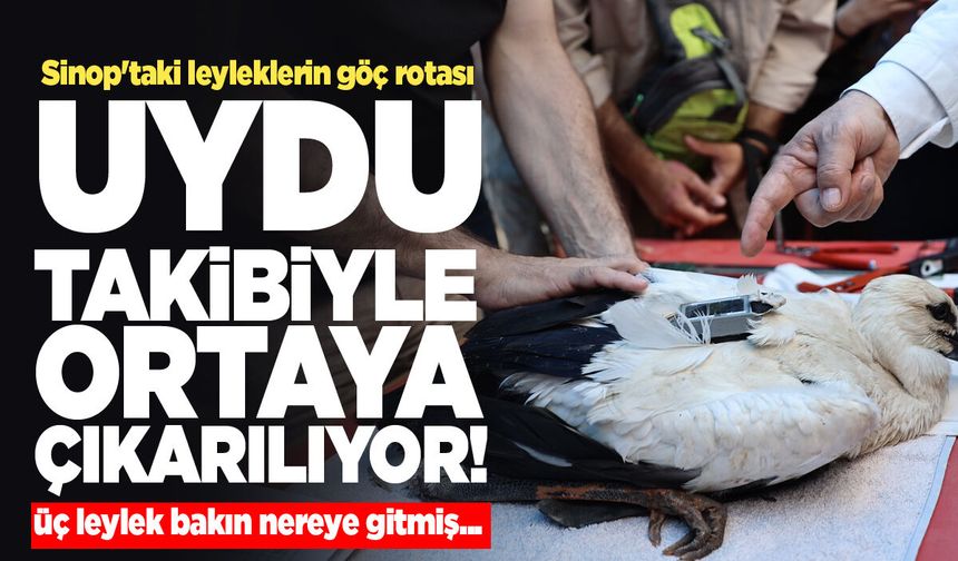 Sinop'ta takip edilen üç leyleklerin rotası belli oldu