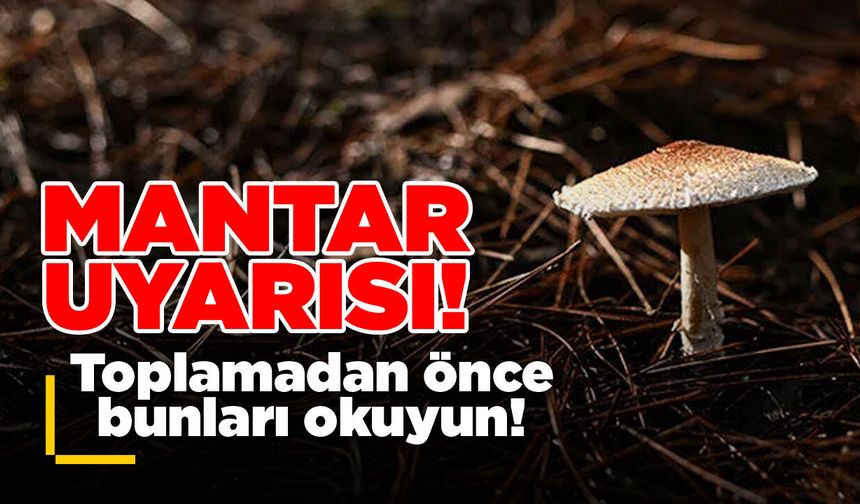 Sinop İl Tarım ve Orman Müdürlüğünden mantar uyarısı!