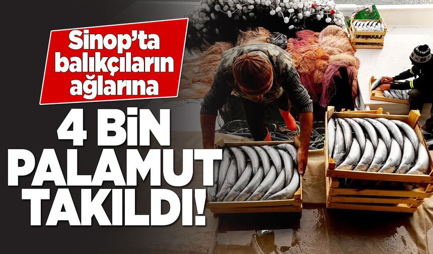 Sinop kıyılarında palamut bereketi