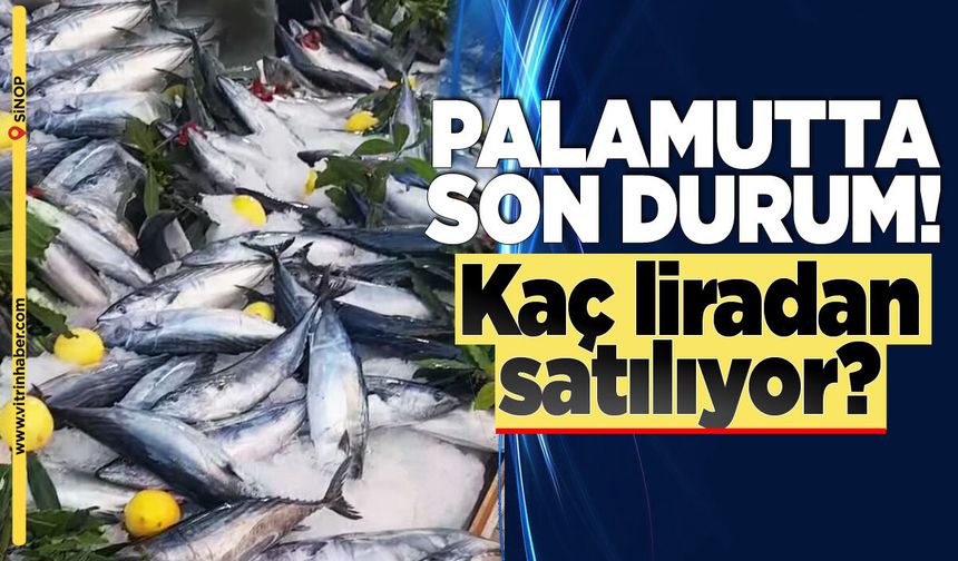 Sinop’ta palamut tezgahları hareketlendi!