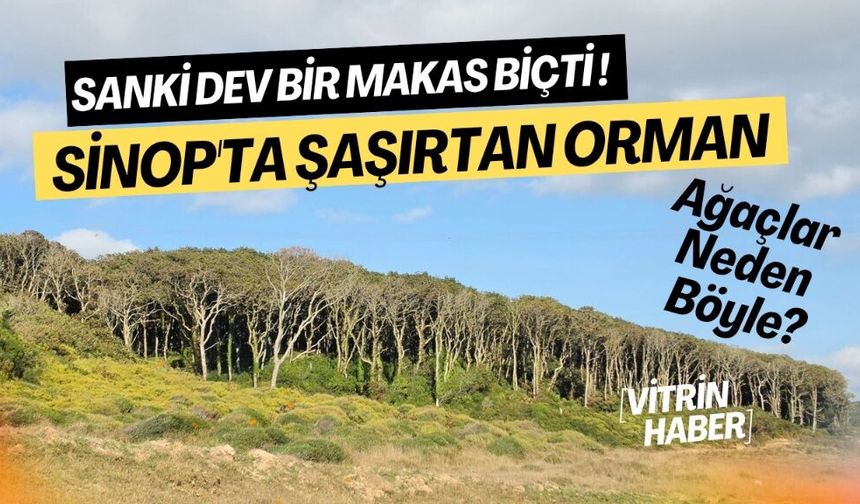 Sanki Dev Bir Makas Biçti! Sinop'taki İnanılmaz Doğal Fenomen