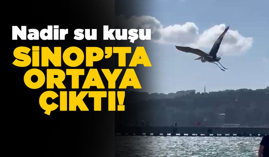 Sinop'ta ortaya çıktı, ilgi odağı oldu