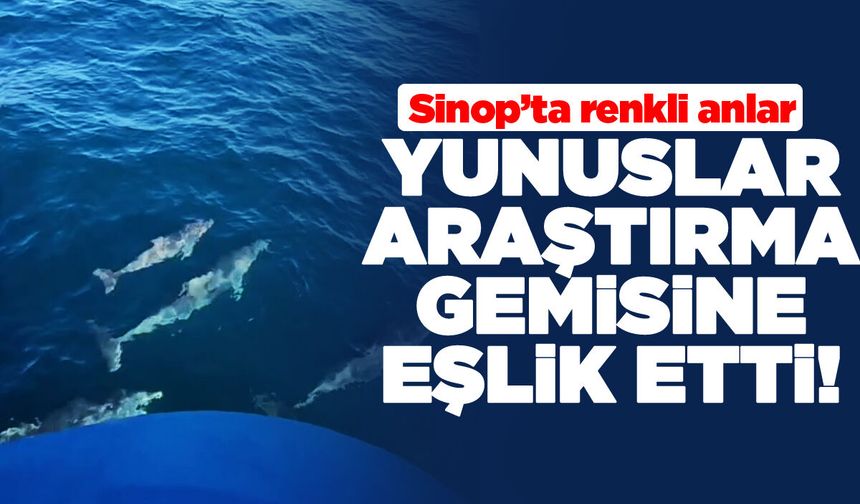 Sinop'ta yunuslar bilimsel araştırma gemisine eşlik etti