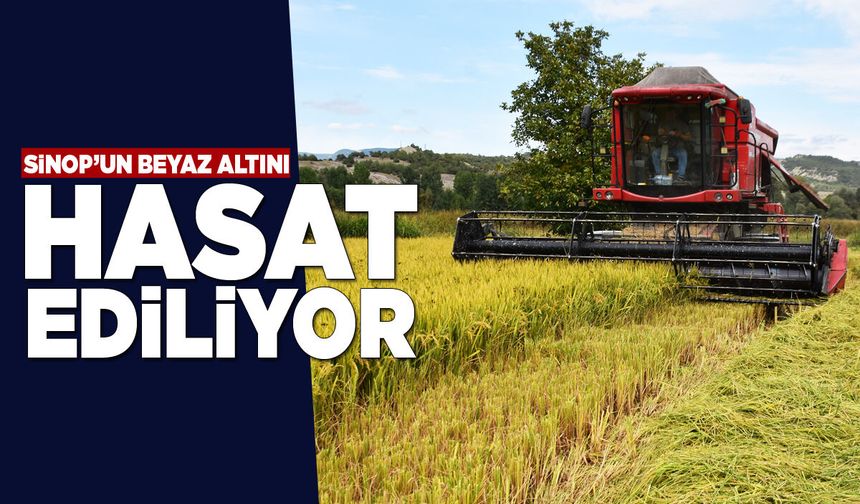 Sinop’un “beyaz altın”ında hasat zamanı