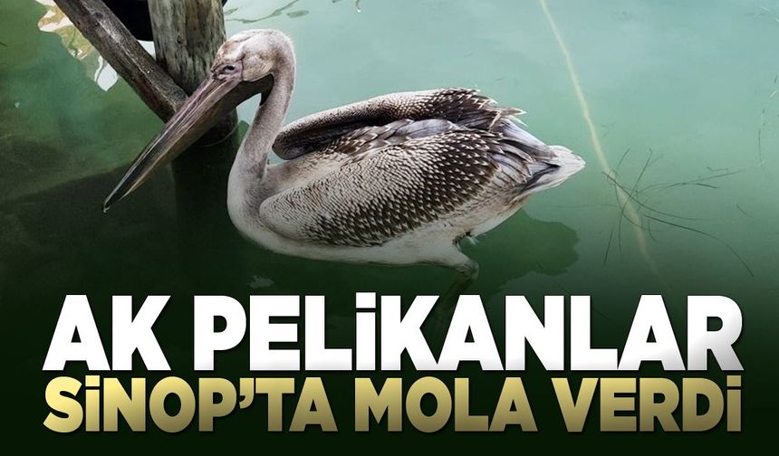 Göçmen pelikanlar Sinop'ta mola verdi