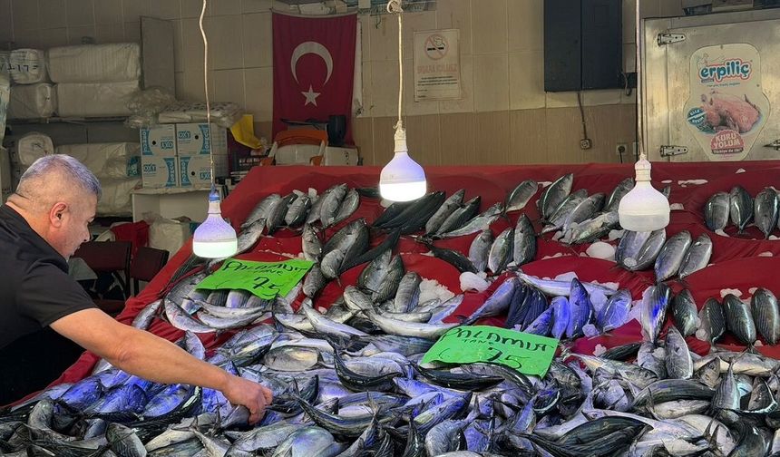 Palamut bereketi ilçeleri de sevindirdi