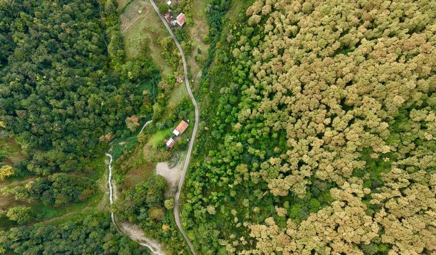 Sinop ormanları sonbahar renklerine bürünüyor