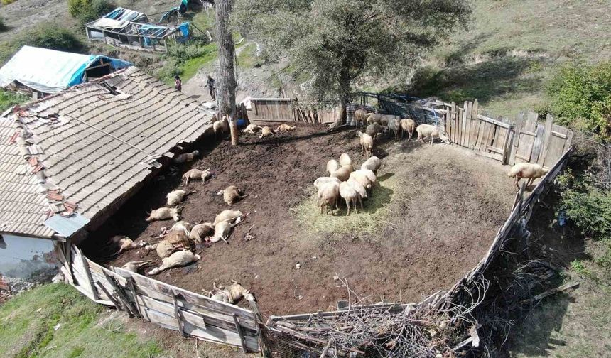 Ağıla giren kurtlar 18 koyunu telef etti