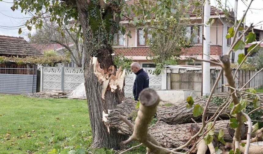 Fırtına birçok ağacı devirdi