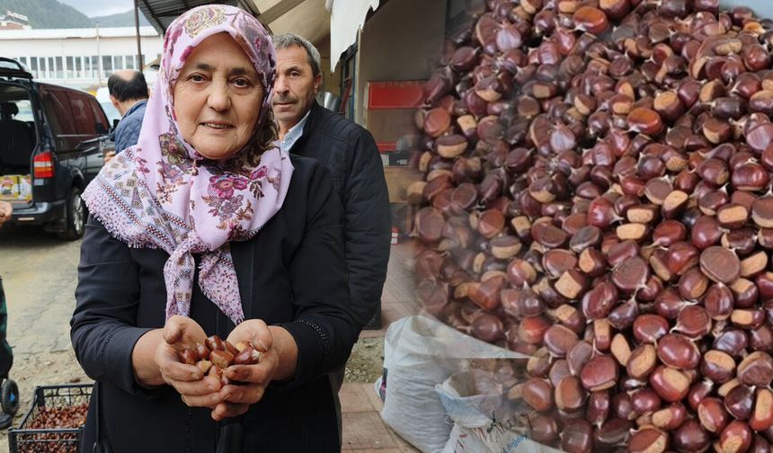 Erfelek kuzu kestanesi tezgaha indi