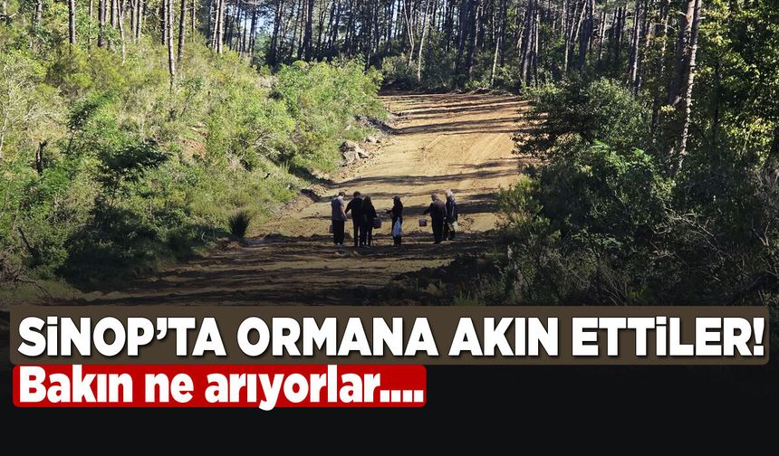 Sinop'ta ormana akın ettiler! Bakın ne arıyorlar...