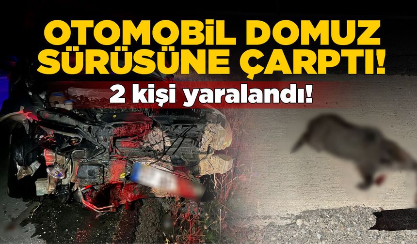 Otomobil domuz sürüsüne çarptı: 2 yaralı var