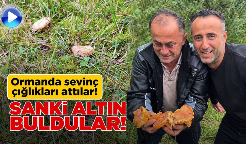 Sinop’ta mantar sevinci kamerada