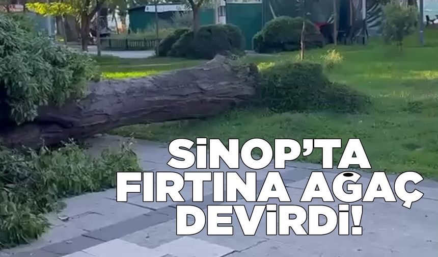 Sinop’ta ağaç devrildi