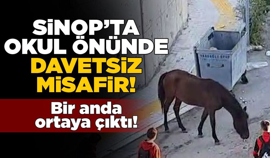 Sinop’ta okul önünde beliren at şaşırttı