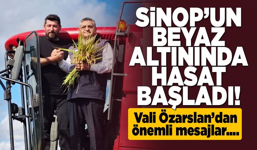 Sinop'ta çeltik tarlalarında hasat mesaisi başladı!