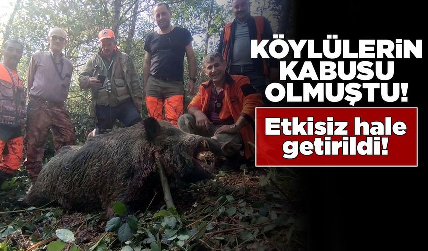Sinop’ta ürünlere zarar veren domuz etkisiz hale getirildi