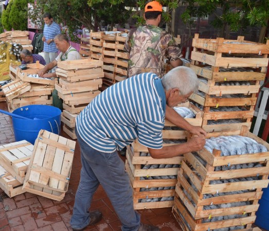 Karadeniz'de palamut bereketi