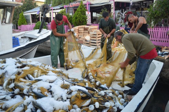 Karadeniz'de palamut bereketi