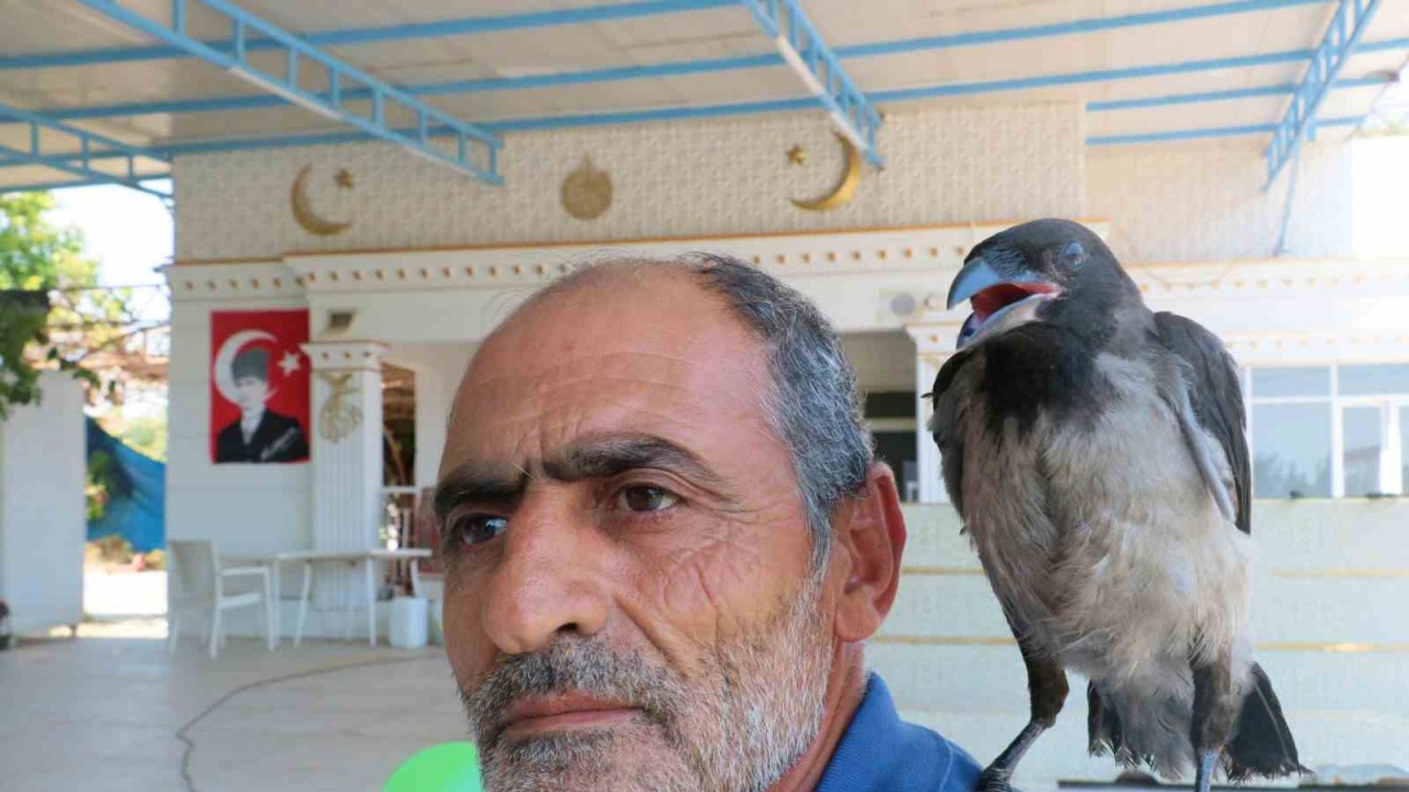 Kedilerin saldırısından kurtarılan yavru kargaya çocuğu gibi bakıyor