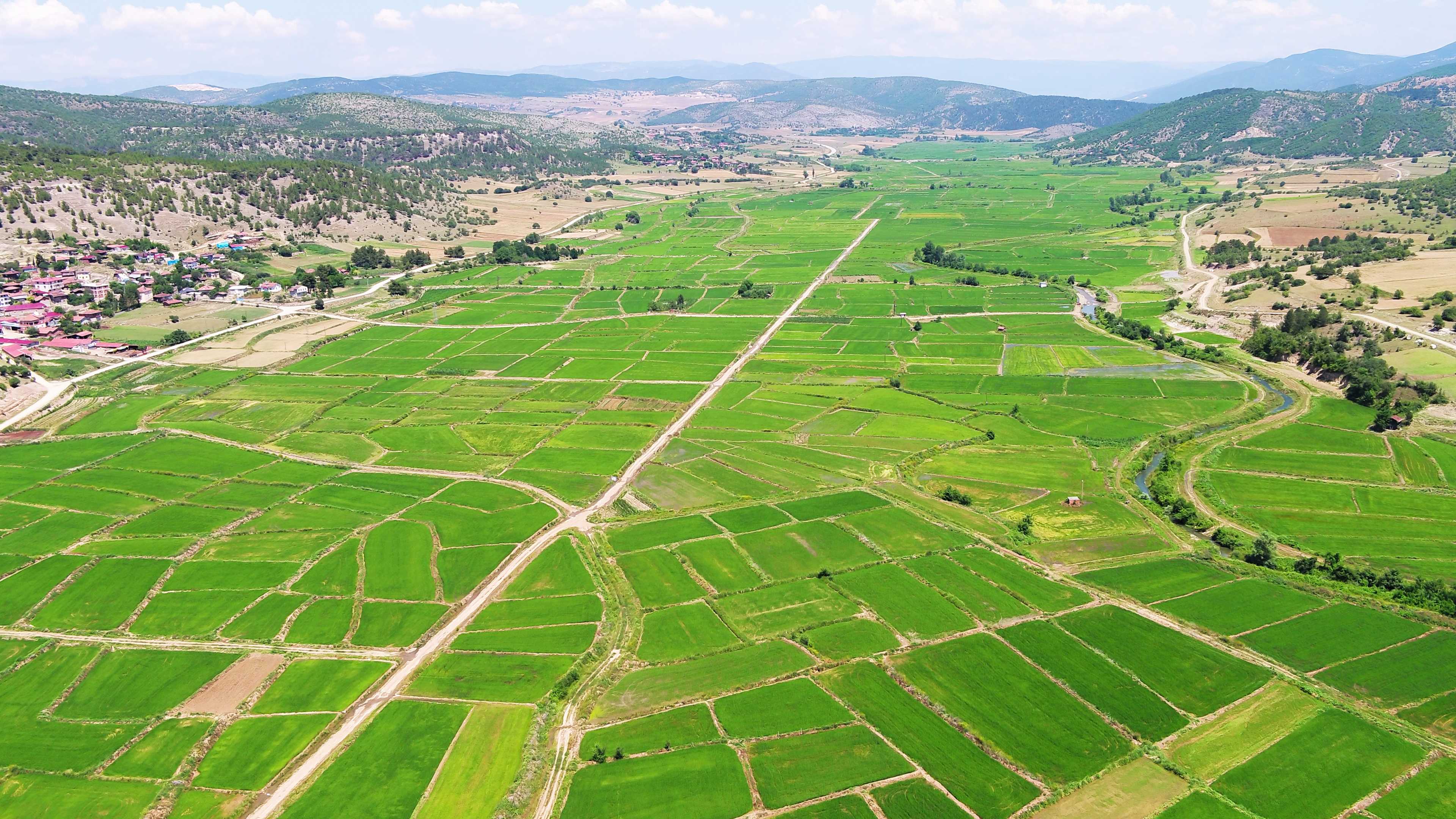 Sinop Saraydüzü Toplulaştırma