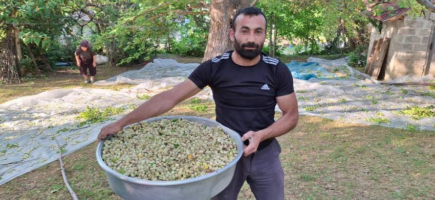Dut Pekmezi