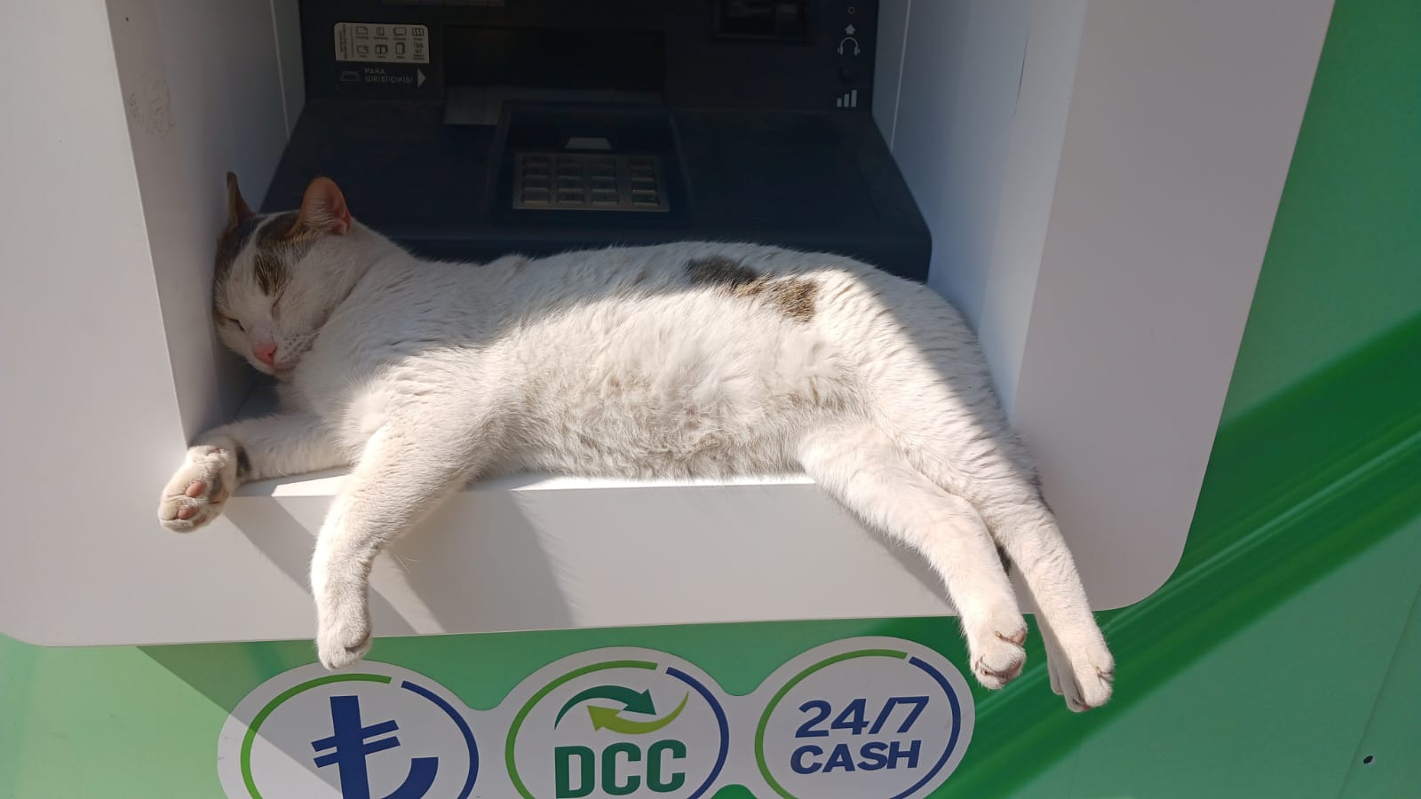ATM Kedisi