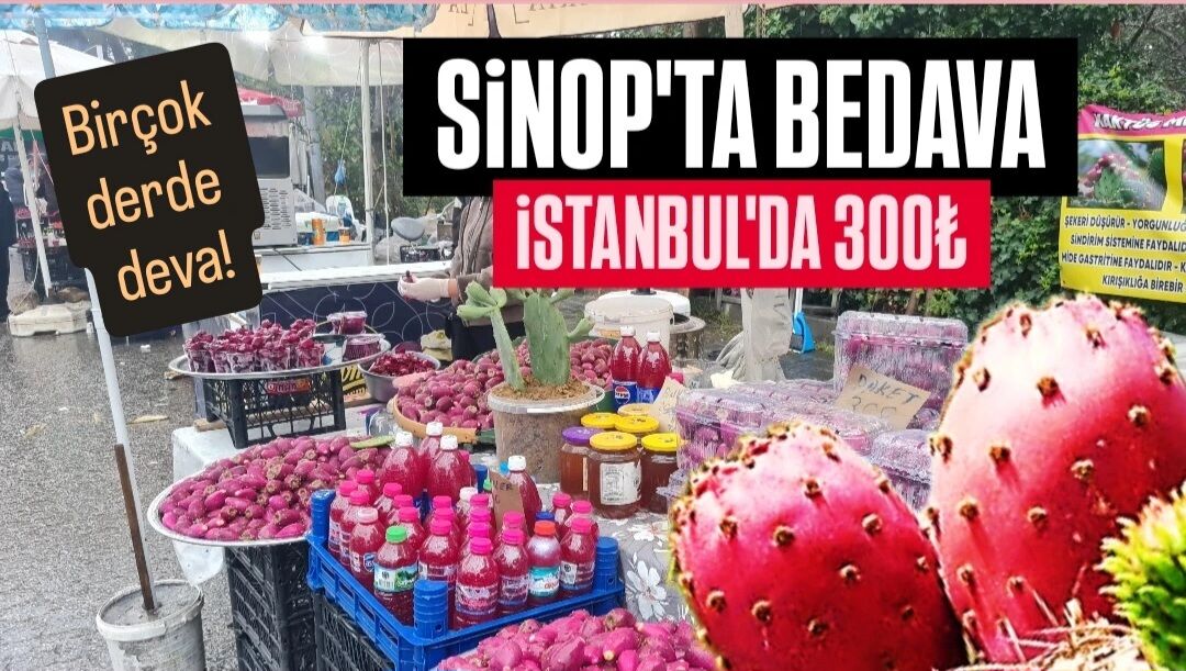 Sinop’ta toplanıyor, İstanbul’da kilosu 300 TL
