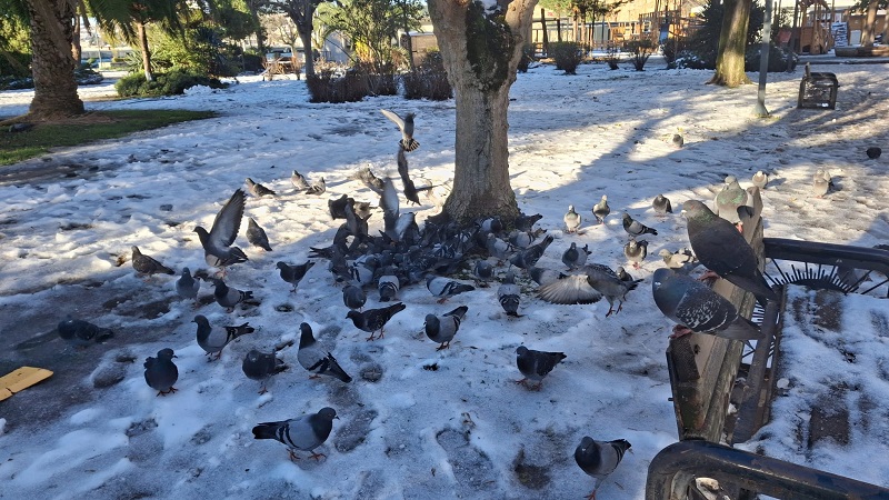 Sokak Hayvanlarına Yapılan Yardımlar