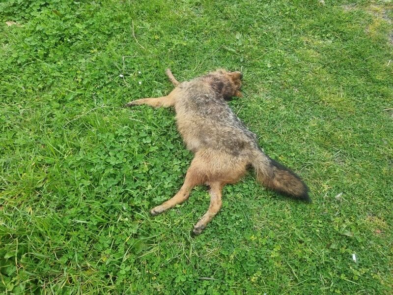 Yaban Hayatı Uyarısı