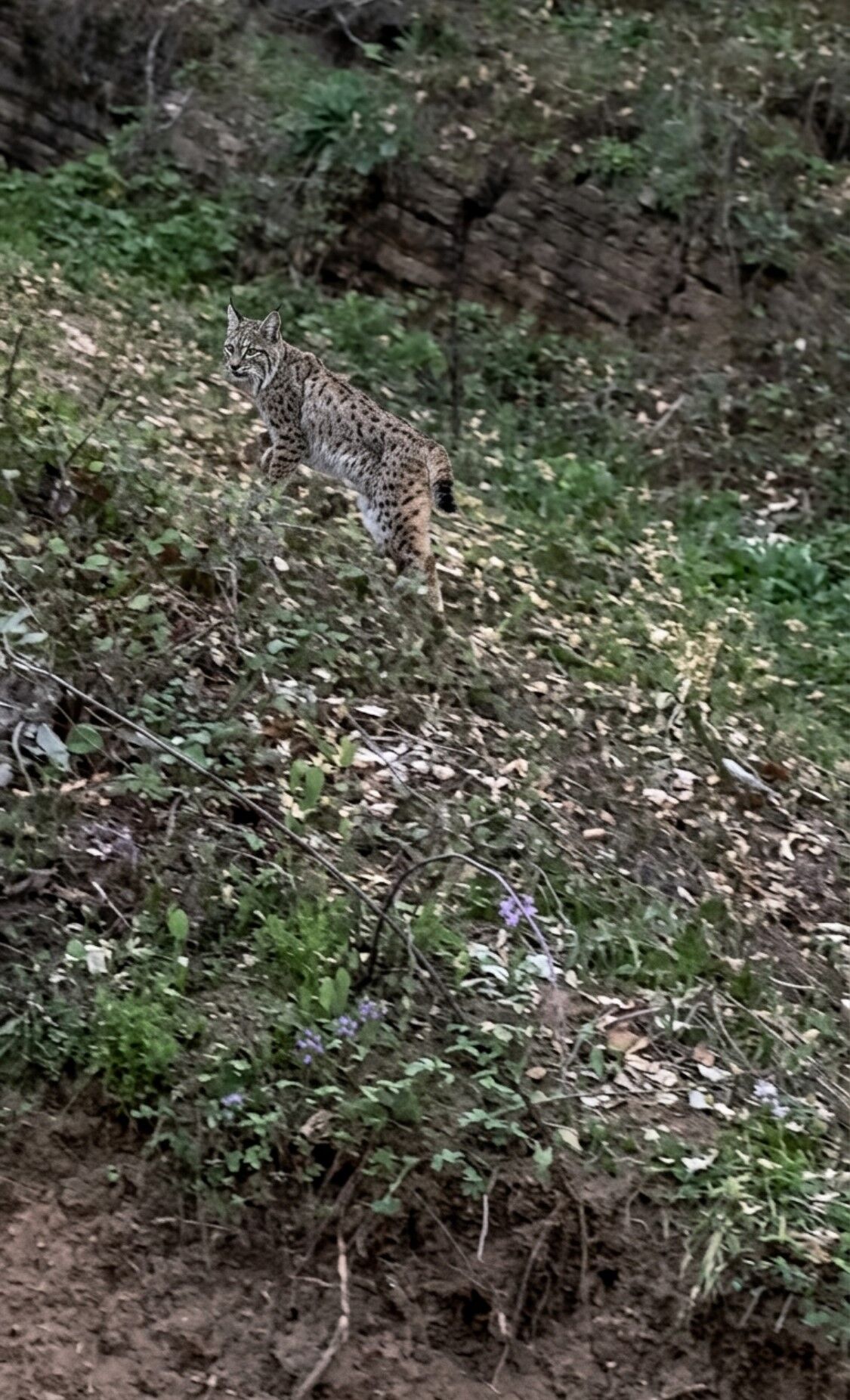 Vaşak Görüntüsü
