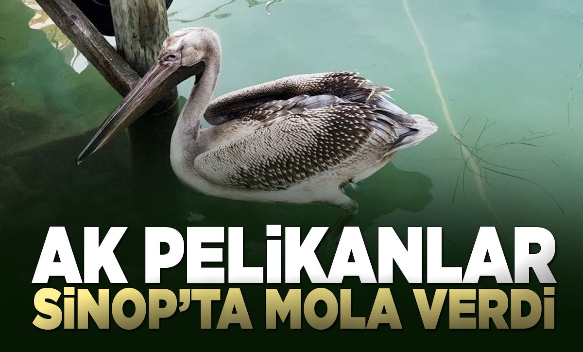 Göçmen pelikanlar Sinop'ta mola verdi